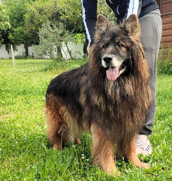 ELVIS PASTORE TEDESCO Foto 3